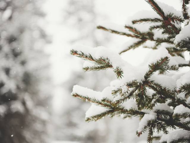 Snow on fir branches in the forest